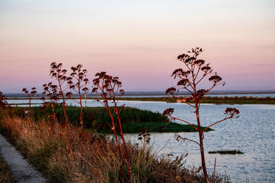 Plants on beach against sky during sunset