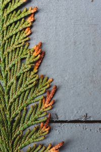 High angle view of plant against wall