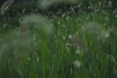 Foxtail barley on field