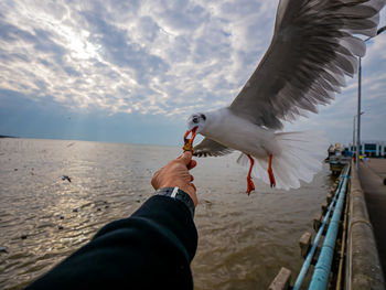 Feeding the seagulls by hand.