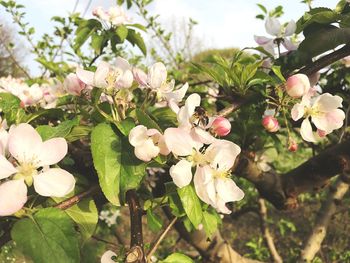 Close-up of insect on white flowering plant