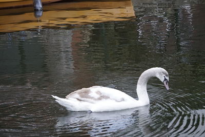 Swan swimming in lake