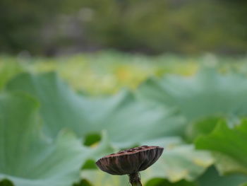 Close-up of flower against blurred background