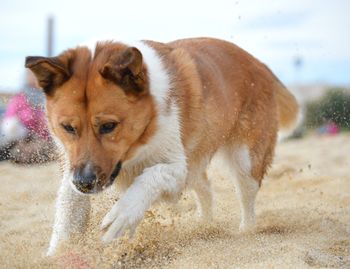 Dog on sand