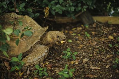 View of turtle on field