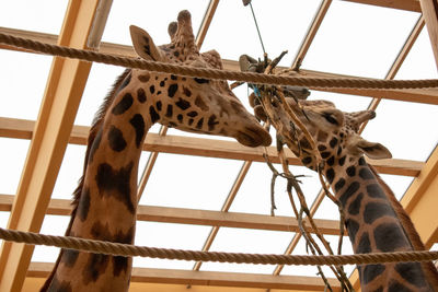 Low angle view of giraffe against sky