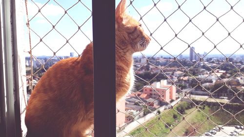 View of a cat looking through fence