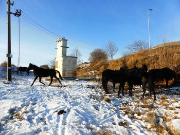 Horses in a snow