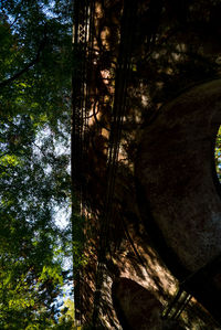 Low angle view of trees in forest against sky