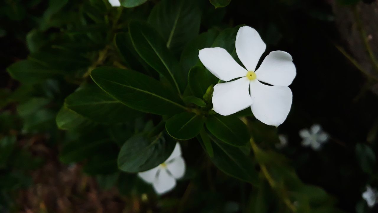 plant, flower, flowering plant, growth, white color, petal, beauty in nature, fragility, flower head, vulnerability, freshness, inflorescence, close-up, plant part, leaf, nature, no people, day, outdoors, focus on foreground