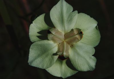 Close-up of flower blooming outdoors