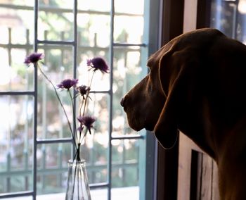 Close-up of dog looking through window vizsla hungarian vizsla dog life at home