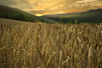 Scenic view of wheat field against sky during sunset