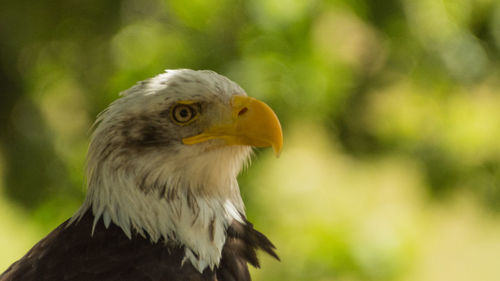 Close-up of eagle