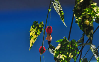 Low angle view of red flowering plant against blue sky