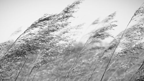 Close-up of plants on land against sky