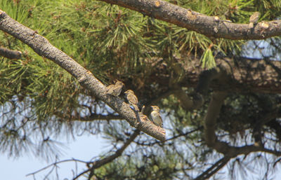 Low angle view of squirrel on tree