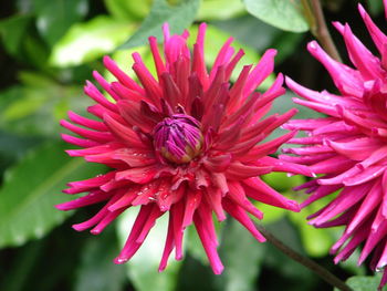Close-up of pink flower