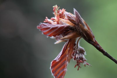 Close-up of wilted plant