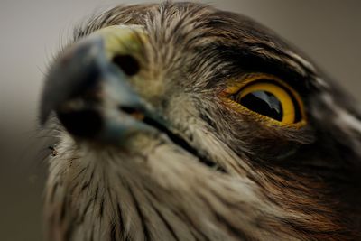 Close-up portrait of a bird