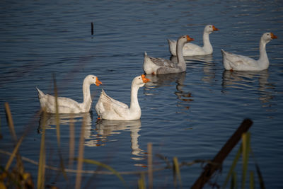 Swans swimming in lake