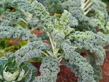 Close-up of lichen on plant