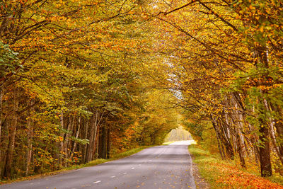 Road amidst trees during autumn