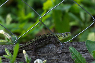 Close-up of lizard on wooden fence