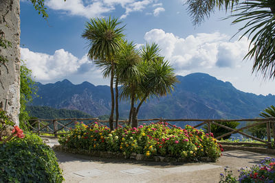 Plants and mountains against sky