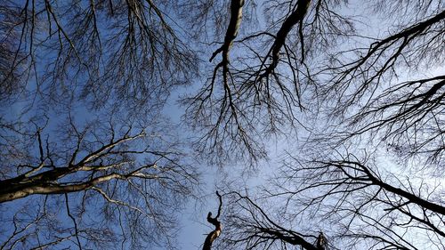 Low angle view of bare tree against sky