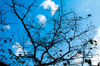 Low angle view of bare tree against blue sky