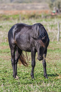 Horse grazing in field