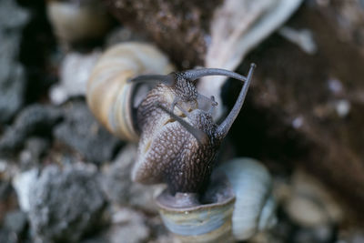 Close-up of snail on rock