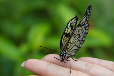 Close-up of butterfly perching on hand