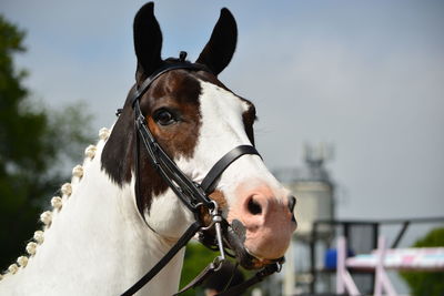 Close-up of a horse