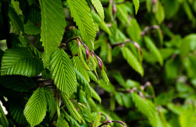 Close-up of fresh green leaves