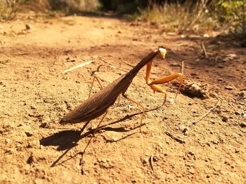 Close-up of insect on a land