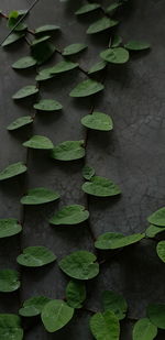 Low angle view of ivy growing against wall