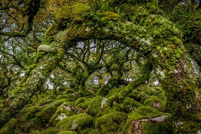 Trees in forest