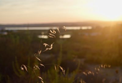 Close-up of plant on field against sky during sunset