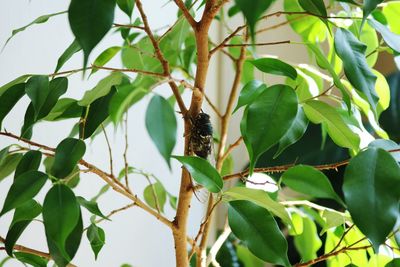 Close-up of insect on plant