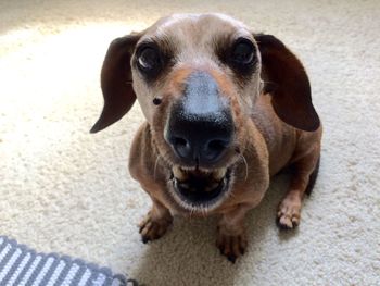 Close-up portrait of puppy