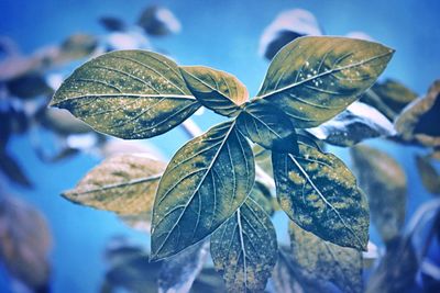 Close-up of leaves