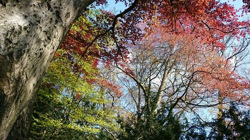 Low angle view of trees in forest