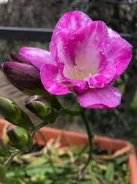 Close-up of pink rose flower