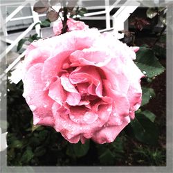 Close-up of raindrops on pink rose blooming outdoors