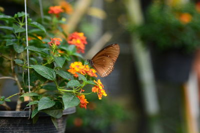 Close-up of butterfly on plant