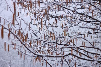 Snow covered tree branches during winter