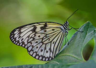 Close-up of butterfly on leaf