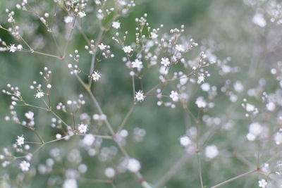 Close-up of white flowering plant